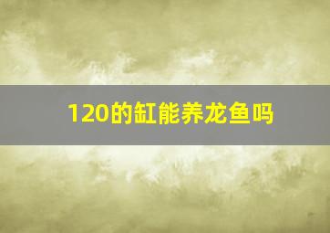 120的缸能养龙鱼吗