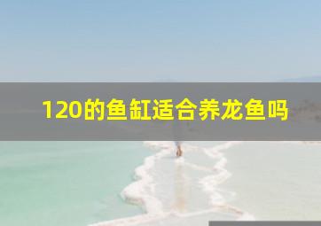 120的鱼缸适合养龙鱼吗