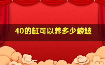 40的缸可以养多少鳑鲏