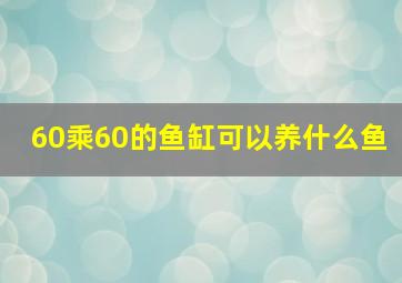 60乘60的鱼缸可以养什么鱼