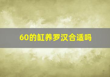 60的缸养罗汉合适吗