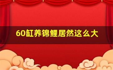 60缸养锦鲤居然这么大