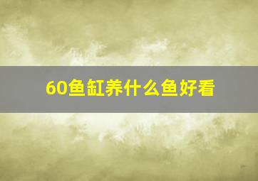 60鱼缸养什么鱼好看