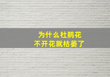 为什么杜鹃花不开花就枯萎了