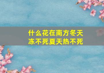 什么花在南方冬天冻不死夏天热不死