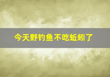 今天野钓鱼不吃蚯蚓了