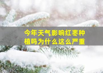 今年天气影响红枣种植吗为什么这么严重