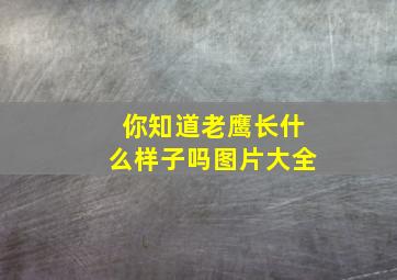 你知道老鹰长什么样子吗图片大全