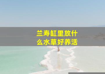 兰寿缸里放什么水草好养活