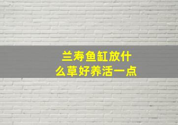 兰寿鱼缸放什么草好养活一点