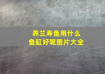 养兰寿鱼用什么鱼缸好呢图片大全