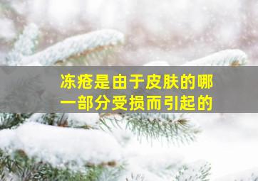 冻疮是由于皮肤的哪一部分受损而引起的