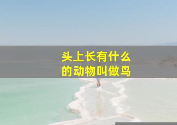 头上长有什么的动物叫做鸟