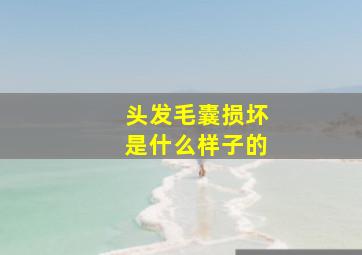 头发毛囊损坏是什么样子的