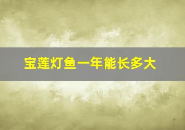 宝莲灯鱼一年能长多大