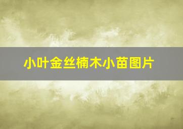 小叶金丝楠木小苗图片