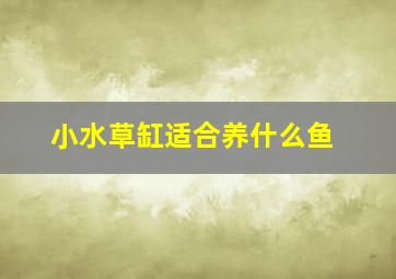 小水草缸适合养什么鱼