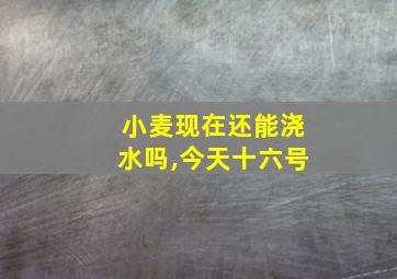 小麦现在还能浇水吗,今天十六号