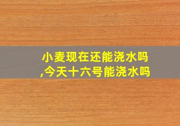 小麦现在还能浇水吗,今天十六号能浇水吗