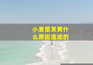 小麦苗发黄什么原因造成的