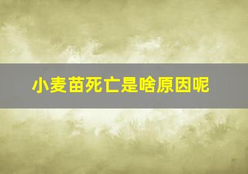 小麦苗死亡是啥原因呢