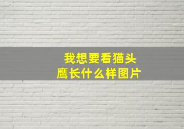 我想要看猫头鹰长什么样图片