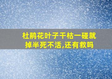 杜鹃花叶子干枯一碰就掉半死不活,还有救吗