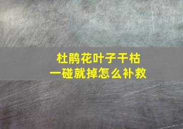 杜鹃花叶子干枯一碰就掉怎么补救