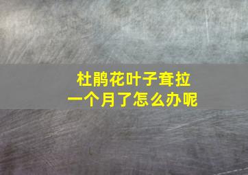 杜鹃花叶子耷拉一个月了怎么办呢