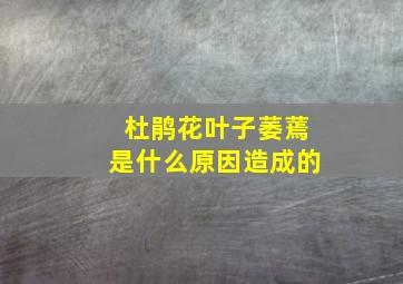 杜鹃花叶子萎蔫是什么原因造成的