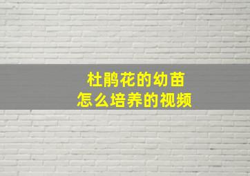 杜鹃花的幼苗怎么培养的视频