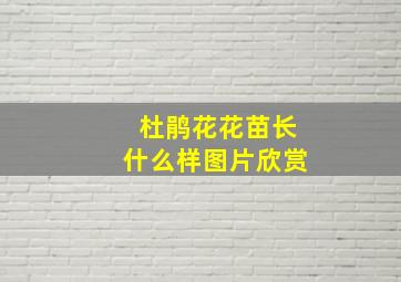 杜鹃花花苗长什么样图片欣赏