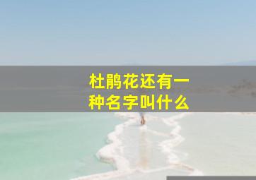 杜鹃花还有一种名字叫什么