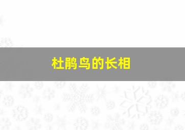 杜鹃鸟的长相