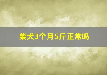 柴犬3个月5斤正常吗