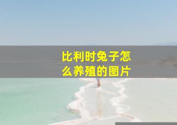 比利时兔子怎么养殖的图片