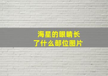 海星的眼睛长了什么部位图片