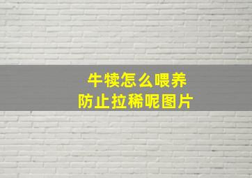 牛犊怎么喂养防止拉稀呢图片