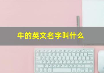 牛的英文名字叫什么