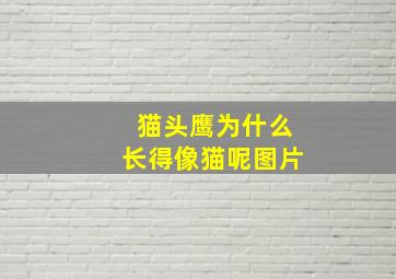 猫头鹰为什么长得像猫呢图片