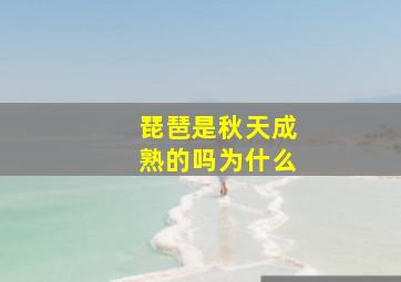 琵琶是秋天成熟的吗为什么