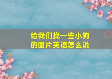 给我们找一些小狗的图片英语怎么说