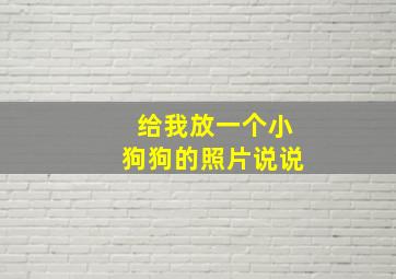 给我放一个小狗狗的照片说说