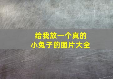 给我放一个真的小兔子的图片大全