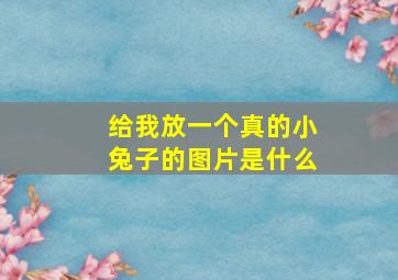 给我放一个真的小兔子的图片是什么