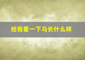 给我看一下马长什么样