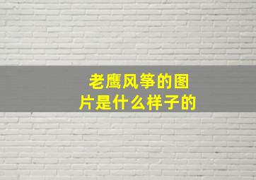 老鹰风筝的图片是什么样子的