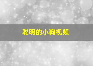 聪明的小狗视频