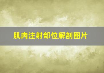 肌肉注射部位解剖图片