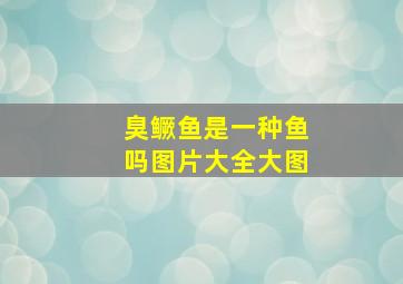 臭鳜鱼是一种鱼吗图片大全大图